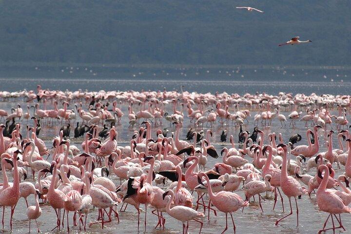 Halbtagestour zum Lake Nakuru Nationalpark Privat von Nakuru