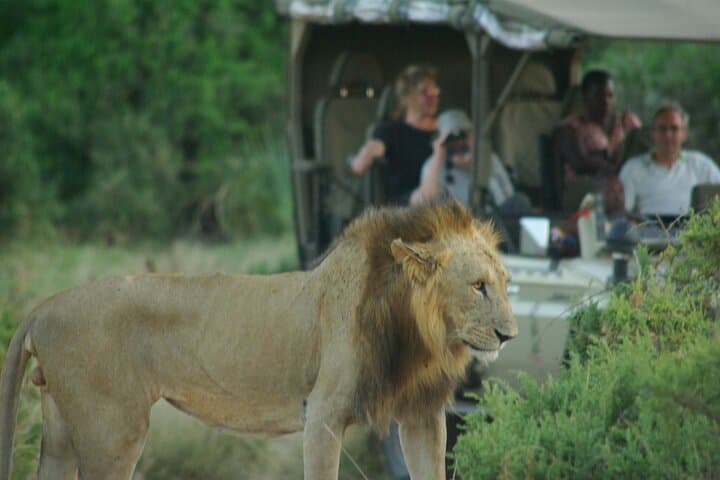 2 nights 3 days Masai Mara safari package