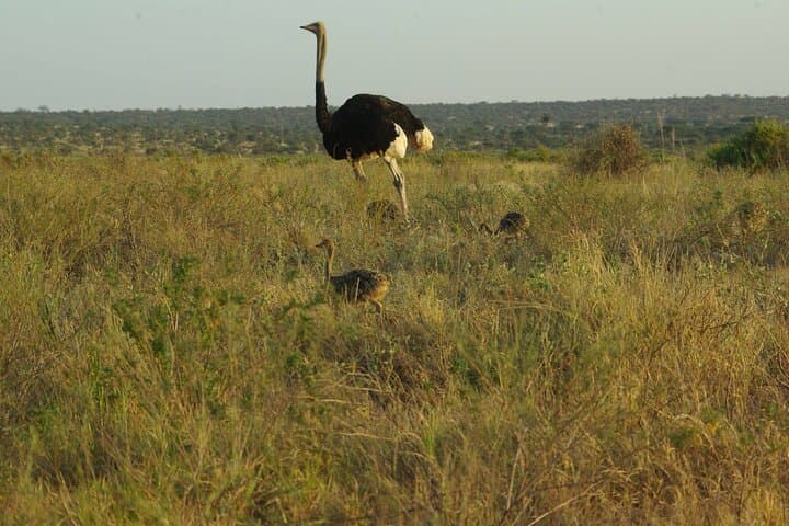 2 nights 3 days Masai Mara safari package