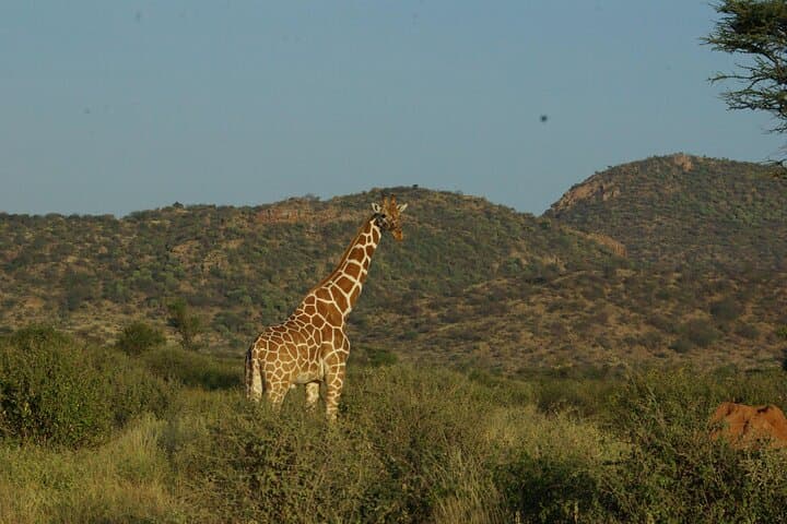 2 nights 3 days Masai Mara safari package