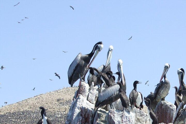 パラカス 1 日 : Islas Ballestas、国立公園、パラカスのサンドボーディング