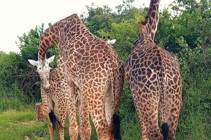 Nairobi National Park and Giraffe Center Daily Tours.