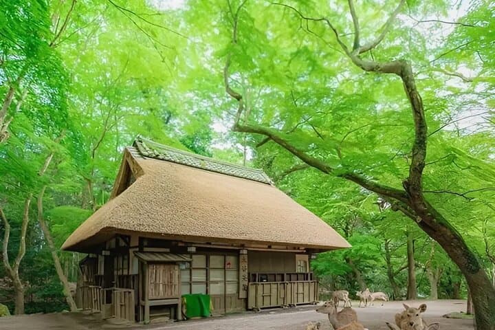 Kyoto and Nara Day Tour from Osaka