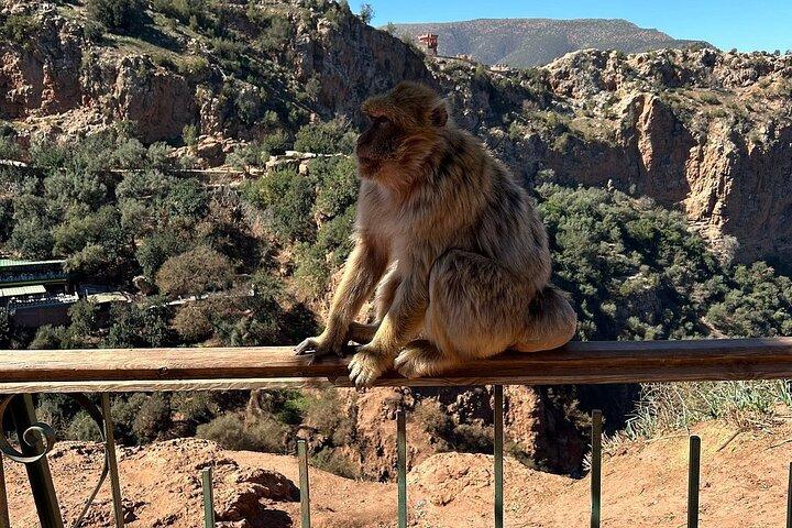 Dagstur till Ouzoud-vattenfallen från Marrakech