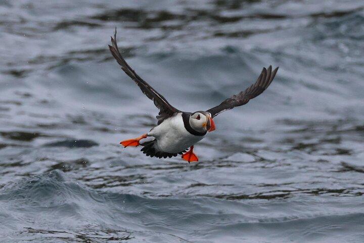 Dingle Boat Tours Wildlife RIB Adventure