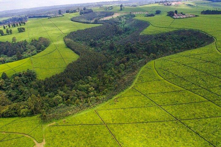 Private Tour zur Karunguru-Kaffeefarm