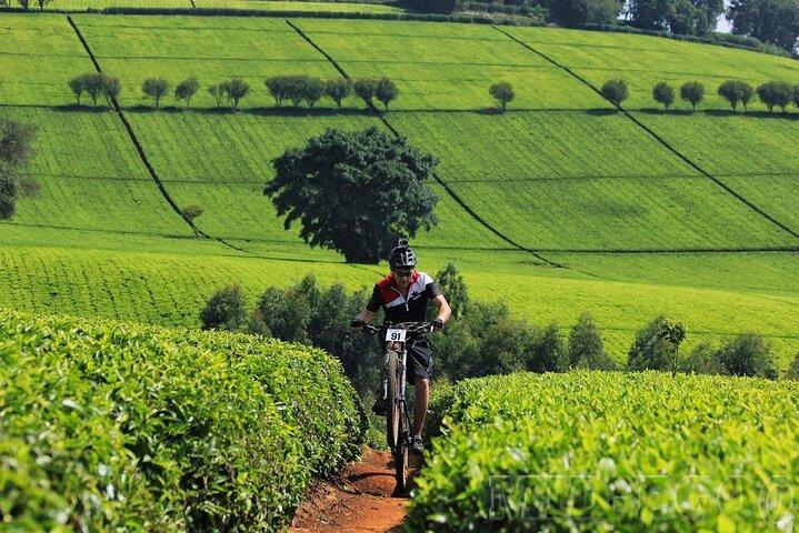 Private Tour zur Karunguru-Kaffeefarm