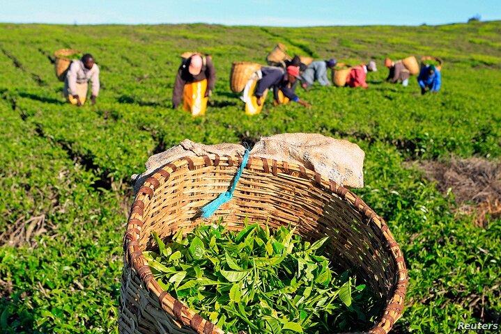 Private Tour zur Karunguru-Kaffeefarm