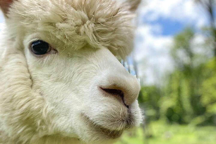 Excursão guiada pela fazenda de alpaca Lilymoore