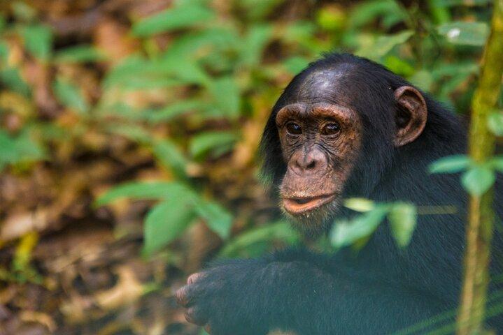 3 jours de suivi des chimpanzés
