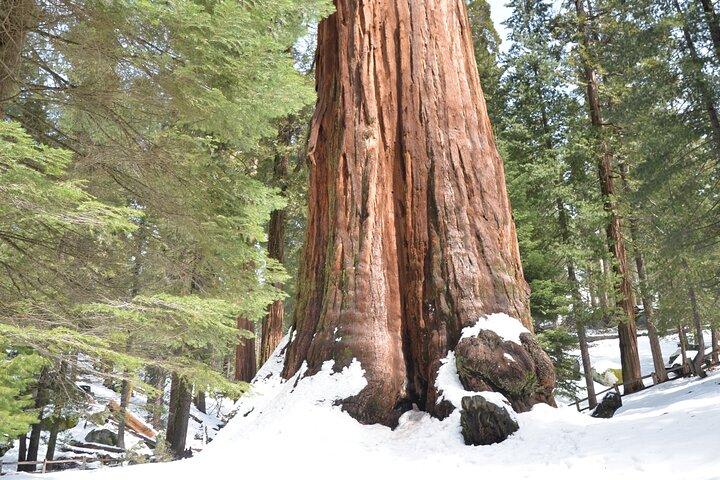 Privé 2 - Excursion d'une journée dans les parcs Sequoia et Kings Canyon au départ de LA