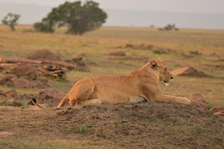 3 dages Serengeti og Ngorongoro-krateret enestående luksussafari