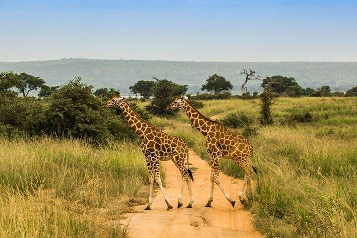 Murchison Falls 3-daagse tour met privévervoer