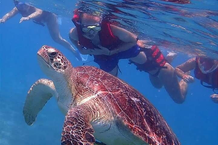 マルサ・アラム発マルサ・ムバラク船旅（タートルズ＆ジュゴン）