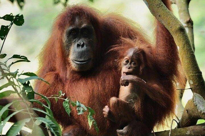3 dages Orangutang Sumatra Jungle Trekking med rafting