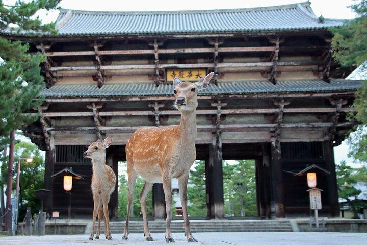 Perfekte halbtägige Bustour durch den Nara-Park mit englischsprachigem Reiseleiter