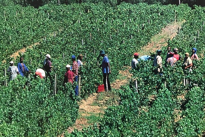 Private Wine Tasting and South African Culture History Tour