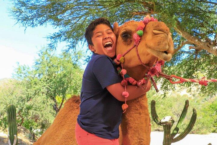 Ultimate Camel Safari Experience in Los Cabos