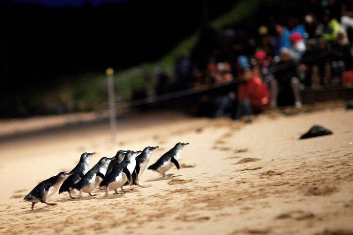 フィリップ島ペンギン パレード、野生動物、ビーチ ボックス バス ツアー