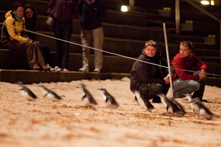 フィリップ島ペンギン パレード、野生動物、ビーチ ボックス バス ツアー