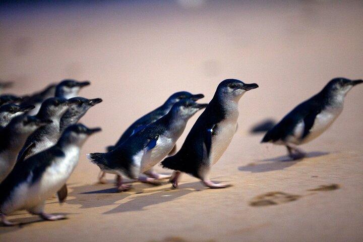 Desfile de pingüinos de Phillip Island, recorrido en autobús por la vida silvestre y cajas de playa