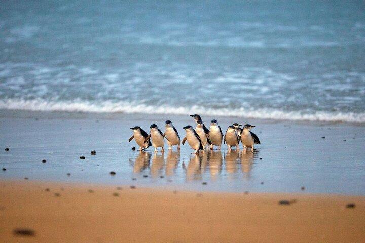 Private Day Tour of Phillip Island Wildlife and Brighton Beach