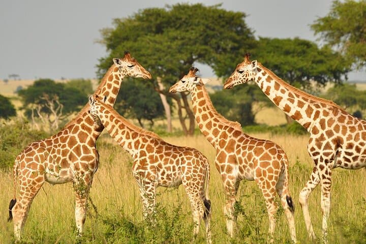 Giraffe Centre Safari Experience in Nairobi / Kobe Beads Factory