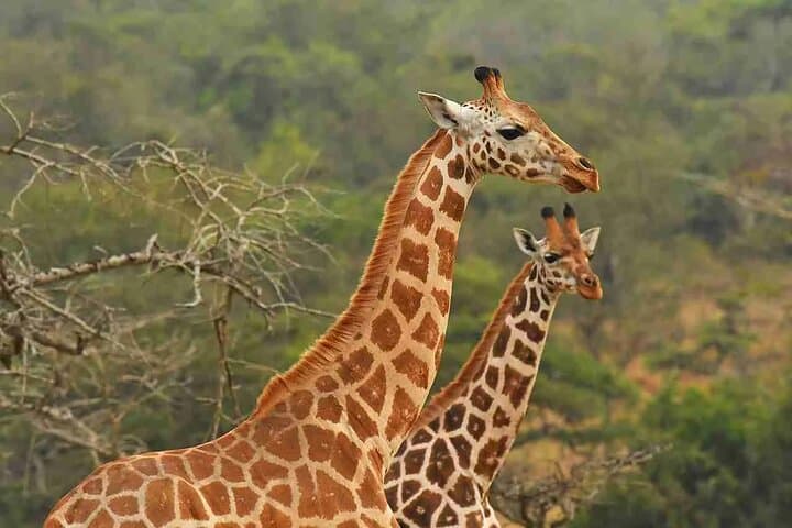 Giraffe Centre Safari Experience in Nairobi / Kobe Beads Factory