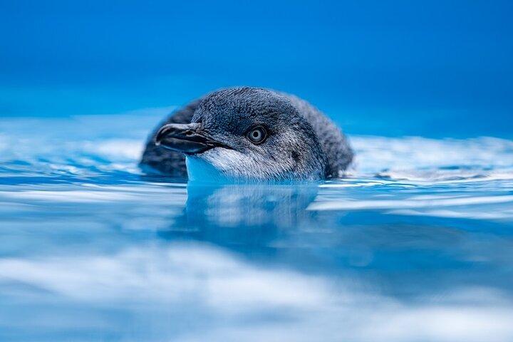 フィリップ島ペンギン パレード、野生動物、ビーチ ボックス バス ツアー