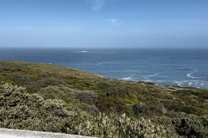 Cape Town Full Day Tour to Boulder Penguins and Cape of Good Hope