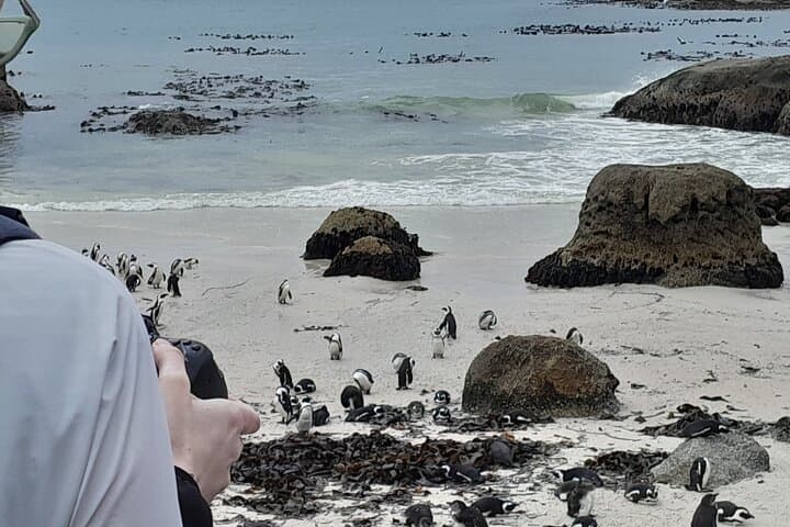 Table Mountain, Penguins, Cape of Good Hope: Private Tour