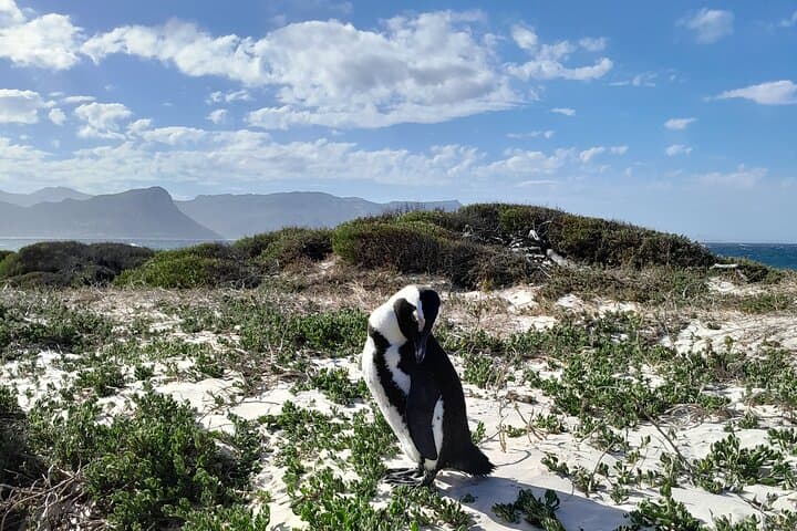 Table Mountain, Penguins, Cape of Good Hope: Private Tour