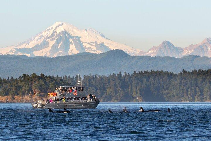 Observação de baleias + Pass de Decepção Tour saindo de Seattle