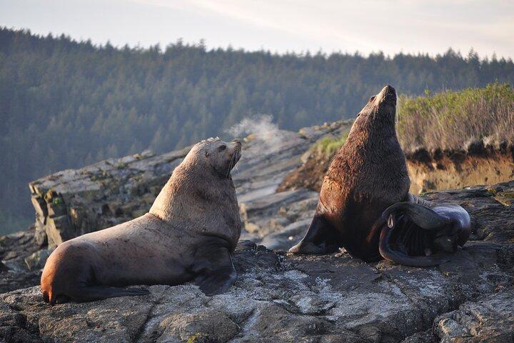 Valskådning + Bedrägeripass från Seattle