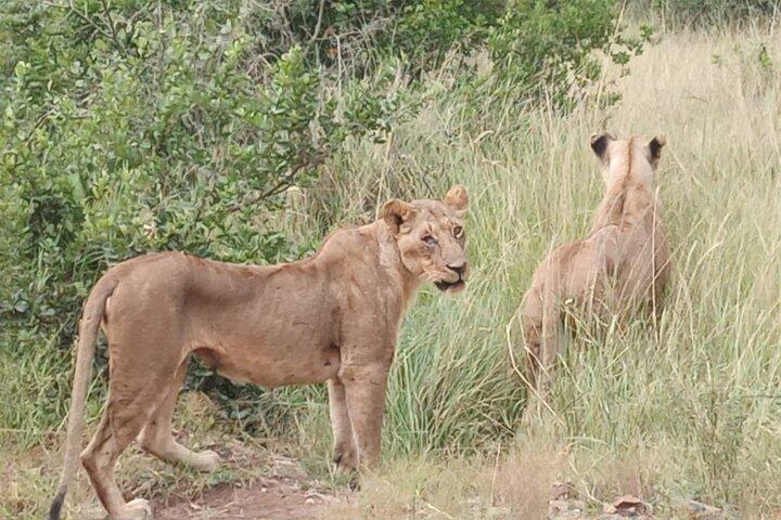 Nairobi : Nationalpark mit 4 x 4 Tour Van & Giraffe Center