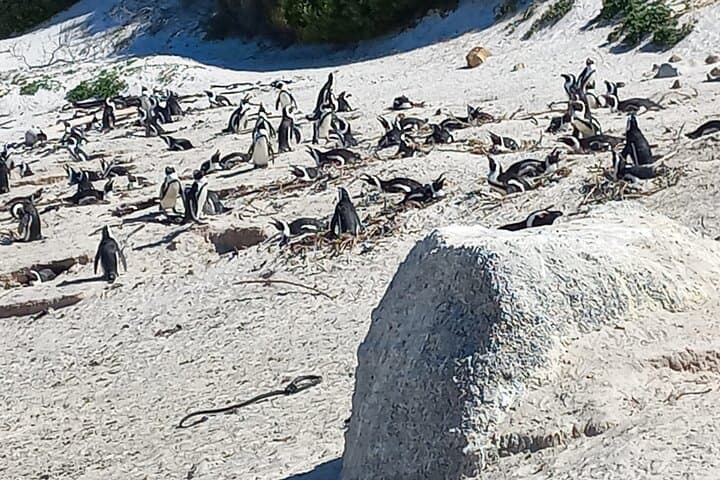 Private Boulder Beach Penguins and Table Mountain Half-Day Tour