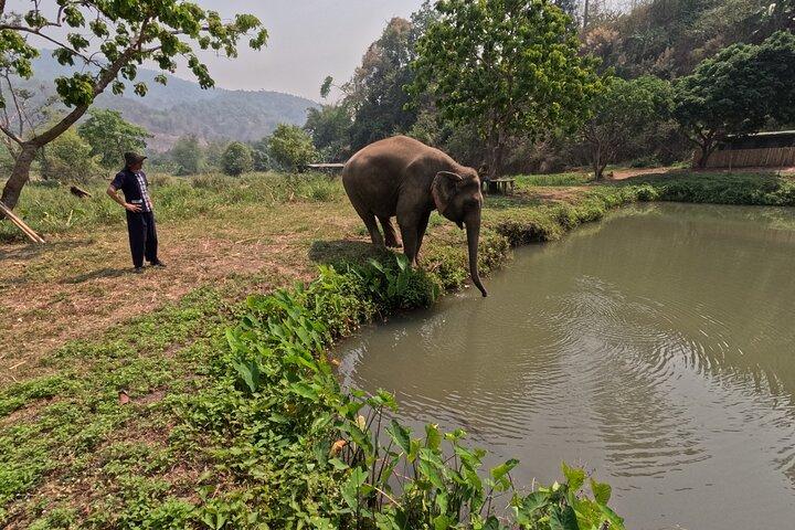 Premium Halvdag Ethisk Elephant Sanctuary oplevelse Max9Guest
