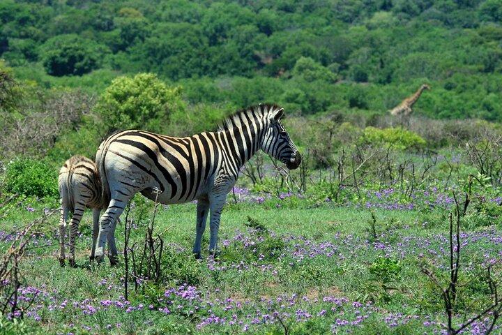 Excursão Kidepo e Sipi Safari de 7 dias