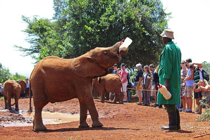 Giraffe Center, Elefante, Museo dell'illusione e cena Safaripark