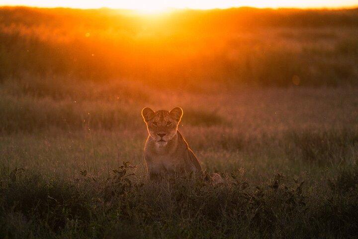 5-dages Serengeti Ngorongoro Tarangire Manyara Shared Safari Tour