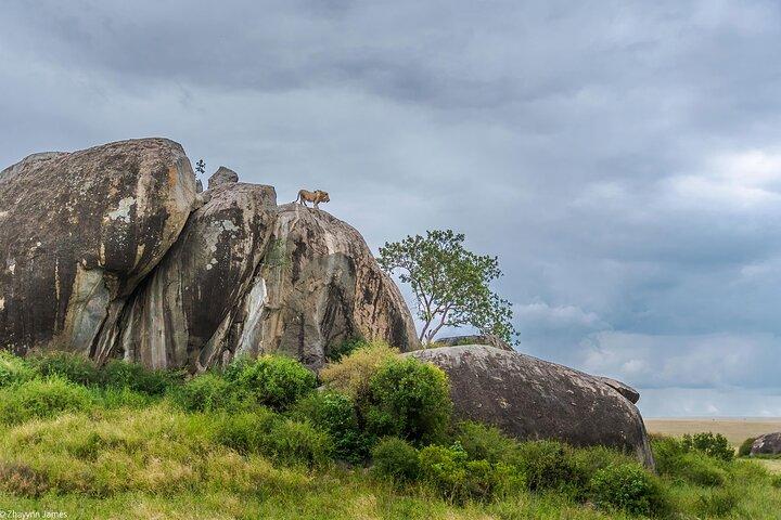 5-dages Serengeti Ngorongoro Tarangire Manyara Shared Safari Tour