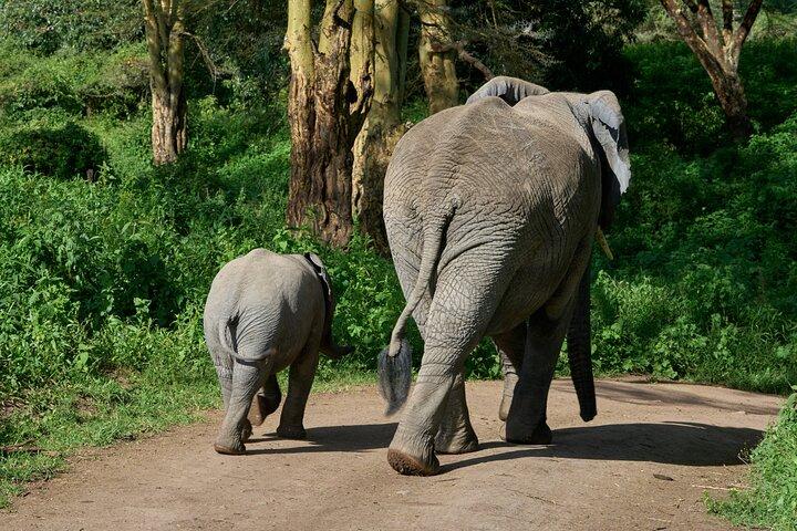 5-dages overkommelig Tanzania-safari med ekstra aktiviteter