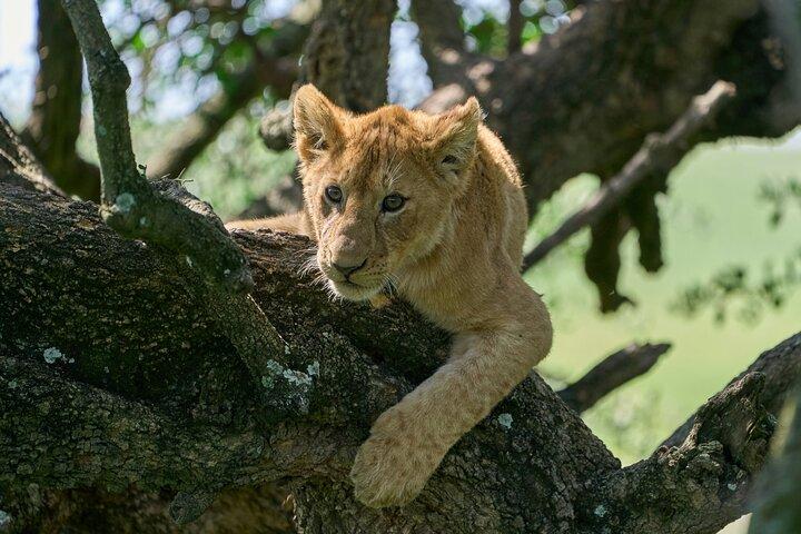 5-dages overkommelig Tanzania-safari med ekstra aktiviteter