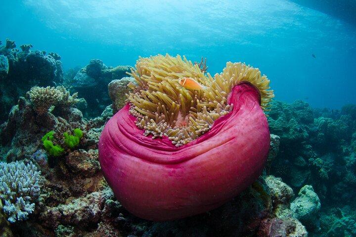 2-daagse snorkelervaring - Great Barrier Reef Twin Share