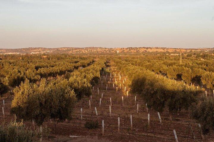 Private Vineyard Day from Marrakech Wine Tasting and City Tour