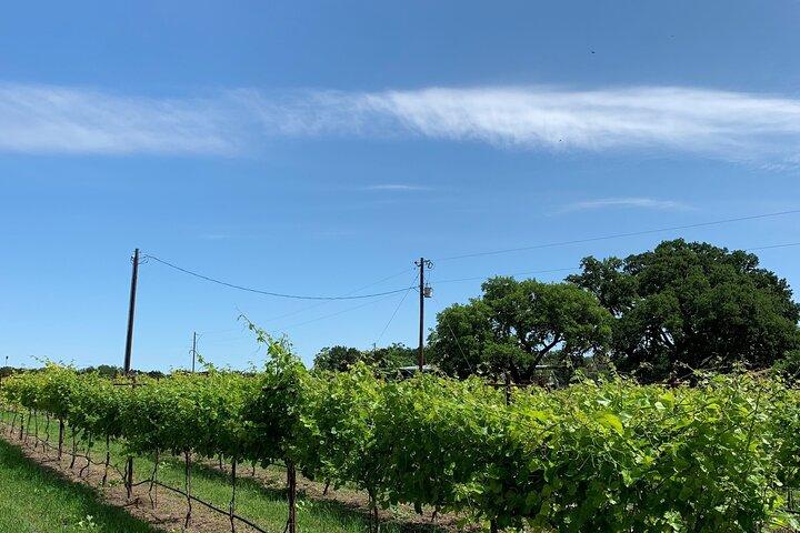 Fredericksburg Hill Country Aficionado Wine Tour fra San Antonio