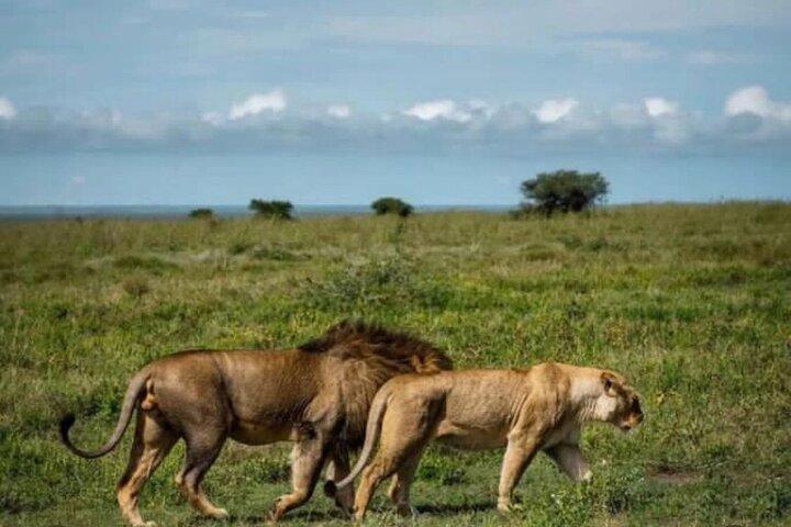 Safari d'une journée dans le parc national Mikumi en Tanzanie