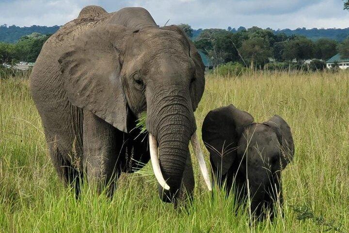 Safari d'une journée dans le parc national Mikumi en Tanzanie