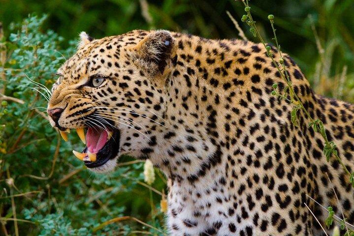Yala National Park Privete Safari | Fra Hambantota Port