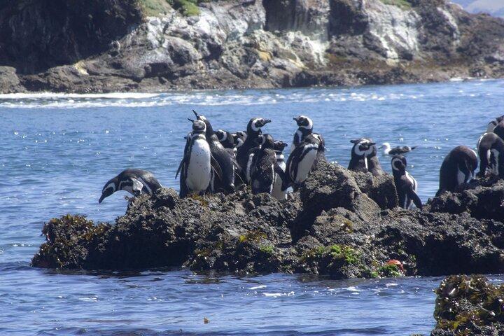 Día Completo en la Isla de Chiloé Visitando Pingüinos en Puñihuil